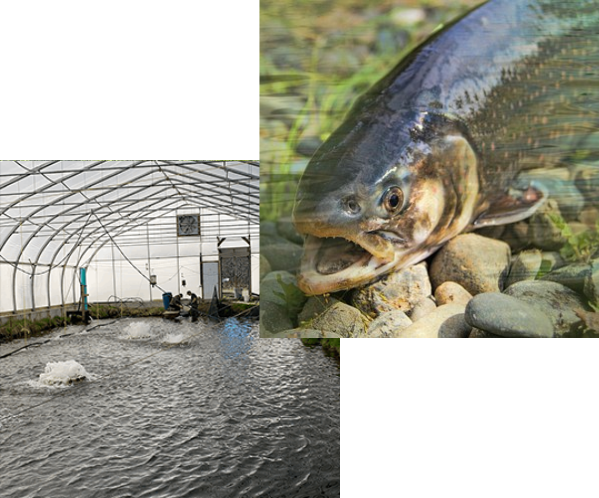 a propos pisciculture denis fournier